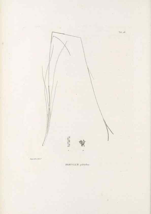 Reproducción/Reproduction 49521354686: Nova genera et species plantarum :. Antverpiae :Ex officina Christophori Plantini ...,1576.. 
