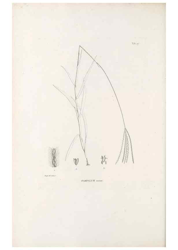 Reproducción/Reproduction 49521355036: Nova genera et species plantarum :. Antverpiae :Ex officina Christophori Plantini ...,1576.. 