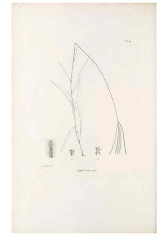 Reproducción/Reproduction 49521355036: Nova genera et species plantarum :. Antverpiae :Ex officina Christophori Plantini ...,1576.. 