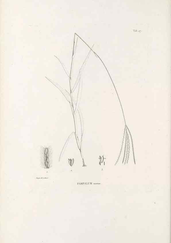 Reproducción/Reproduction 49521355036: Nova genera et species plantarum :. Antverpiae :Ex officina Christophori Plantini ...,1576.. 