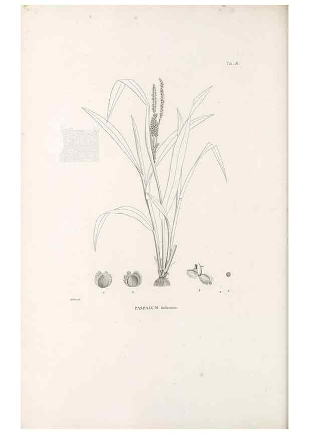 Reproducción/Reproduction 49520831363: Nova genera et species plantarum :. Antverpiae :Ex officina Christophori Plantini ...,1576.. 