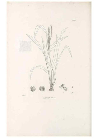 Reproducción/Reproduction 49520831363: Nova genera et species plantarum :. Antverpiae :Ex officina Christophori Plantini ...,1576.. 