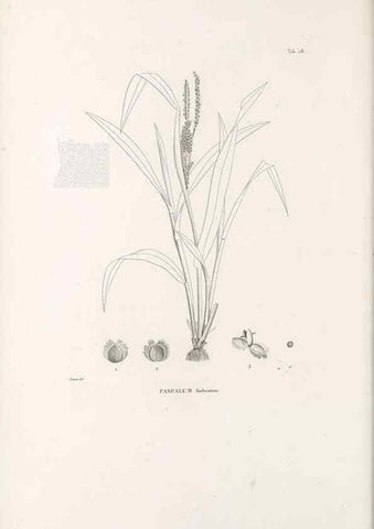 Reproducción/Reproduction 49520831363: Nova genera et species plantarum :. Antverpiae :Ex officina Christophori Plantini ...,1576.. 