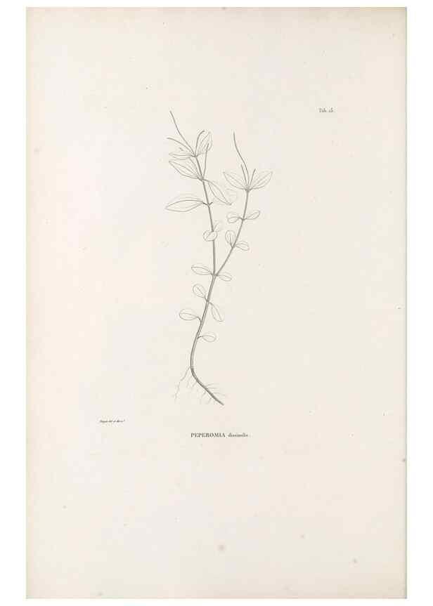 Reproducción/Reproduction 49521350476: Nova genera et species plantarum :. Antverpiae :Ex officina Christophori Plantini ...,1576.. 