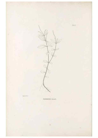 Reproducción/Reproduction 49521350476: Nova genera et species plantarum :. Antverpiae :Ex officina Christophori Plantini ...,1576.. 