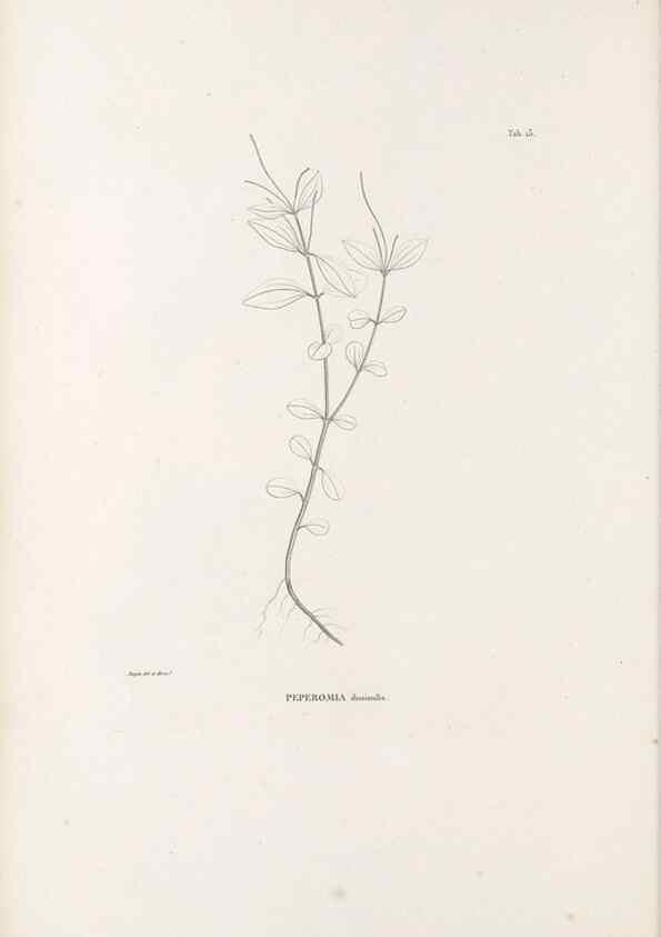 Reproducción/Reproduction 49521350476: Nova genera et species plantarum :. Antverpiae :Ex officina Christophori Plantini ...,1576.. 