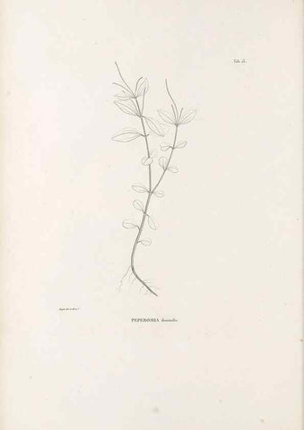 Reproducción/Reproduction 49521350476: Nova genera et species plantarum :. Antverpiae :Ex officina Christophori Plantini ...,1576.. 