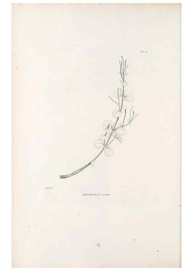 Reproducción/Reproduction 49521561562: Nova genera et species plantarum :. Antverpiae :Ex officina Christophori Plantini ...,1576.. 