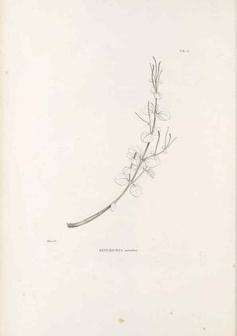 Reproducción/Reproduction 49521561562: Nova genera et species plantarum :. Antverpiae :Ex officina Christophori Plantini ...,1576.. 