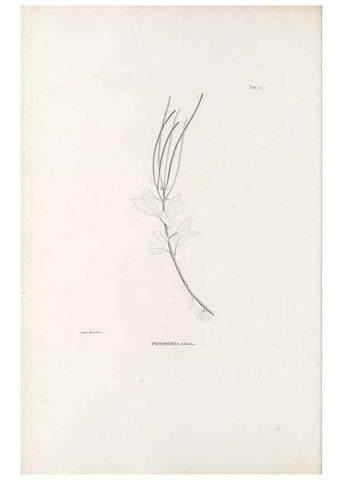 Reproducción/Reproduction 49521561282: Nova genera et species plantarum :. Antverpiae :Ex officina Christophori Plantini ...,1576.. 