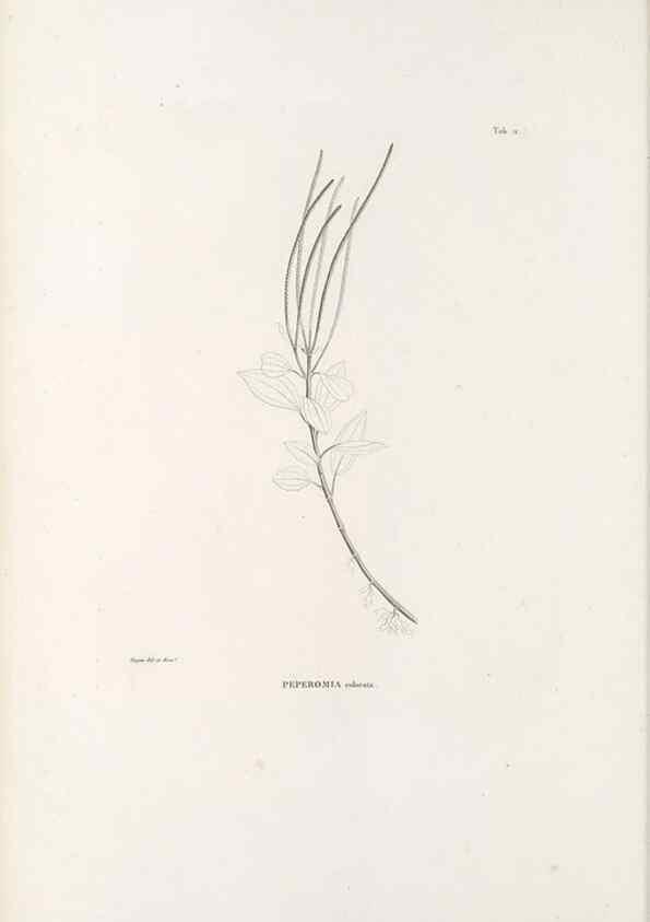 Reproducción/Reproduction 49521561282: Nova genera et species plantarum :. Antverpiae :Ex officina Christophori Plantini ...,1576.. 