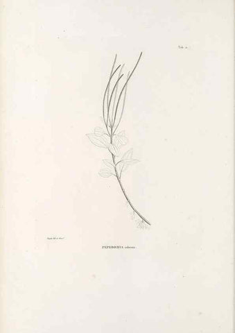 Reproducción/Reproduction 49521561282: Nova genera et species plantarum :. Antverpiae :Ex officina Christophori Plantini ...,1576.. 