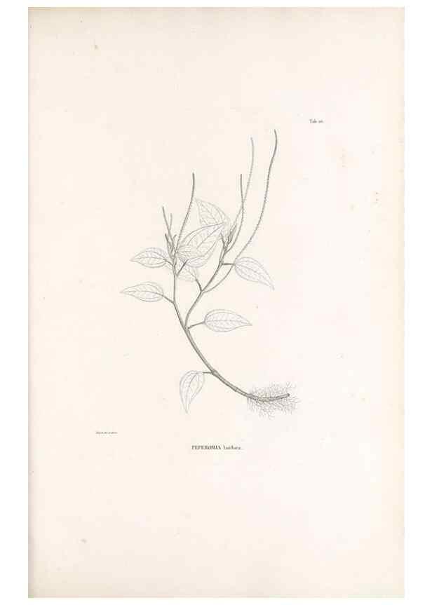 Reproducción/Reproduction 49521560947: Nova genera et species plantarum :. Antverpiae :Ex officina Christophori Plantini ...,1576.. 