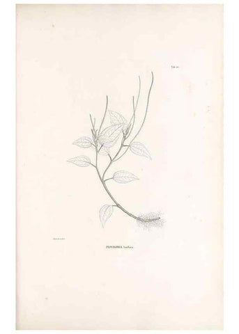Reproducción/Reproduction 49521560947: Nova genera et species plantarum :. Antverpiae :Ex officina Christophori Plantini ...,1576.. 