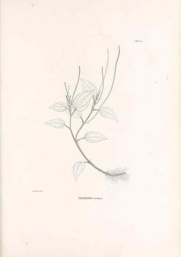 Reproducción/Reproduction 49521560947: Nova genera et species plantarum :. Antverpiae :Ex officina Christophori Plantini ...,1576.. 