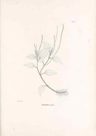 Reproducción/Reproduction 49521560947: Nova genera et species plantarum :. Antverpiae :Ex officina Christophori Plantini ...,1576.. 