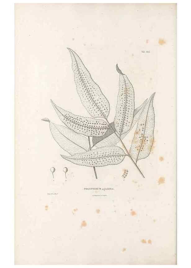 Reproducción/Reproduction 49521343861: Nova genera et species plantarum :. Antverpiae :Ex officina Christophori Plantini ...,1576.. 
