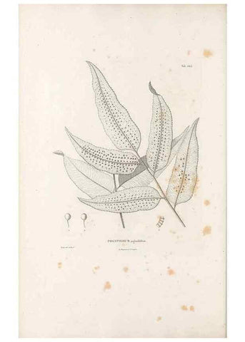 Reproducción/Reproduction 49521343861: Nova genera et species plantarum :. Antverpiae :Ex officina Christophori Plantini ...,1576.. 
