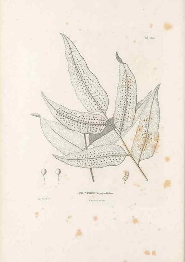 Reproducción/Reproduction 49521343861: Nova genera et species plantarum :. Antverpiae :Ex officina Christophori Plantini ...,1576.. 