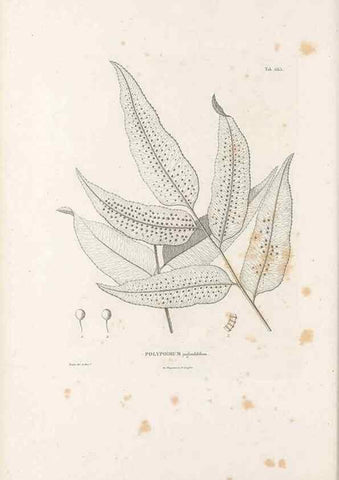 Reproducción/Reproduction 49521343861: Nova genera et species plantarum :. Antverpiae :Ex officina Christophori Plantini ...,1576.. 