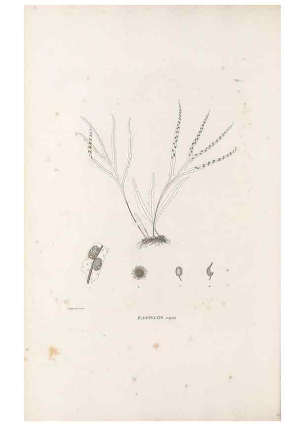 Reproducción/Reproduction 49520820248: Nova genera et species plantarum :. Antverpiae :Ex officina Christophori Plantini ...,1576.. 