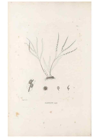 Reproducción/Reproduction 49520820248: Nova genera et species plantarum :. Antverpiae :Ex officina Christophori Plantini ...,1576.. 