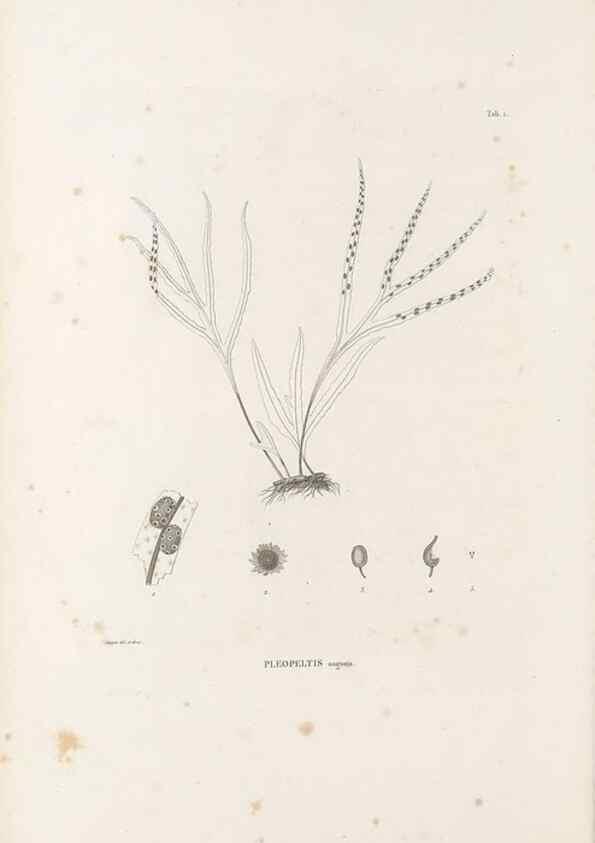Reproducción/Reproduction 49520820248: Nova genera et species plantarum :. Antverpiae :Ex officina Christophori Plantini ...,1576.. 
