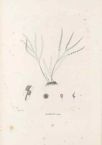 Reproducción/Reproduction 49520820248: Nova genera et species plantarum :. Antverpiae :Ex officina Christophori Plantini ...,1576.. 