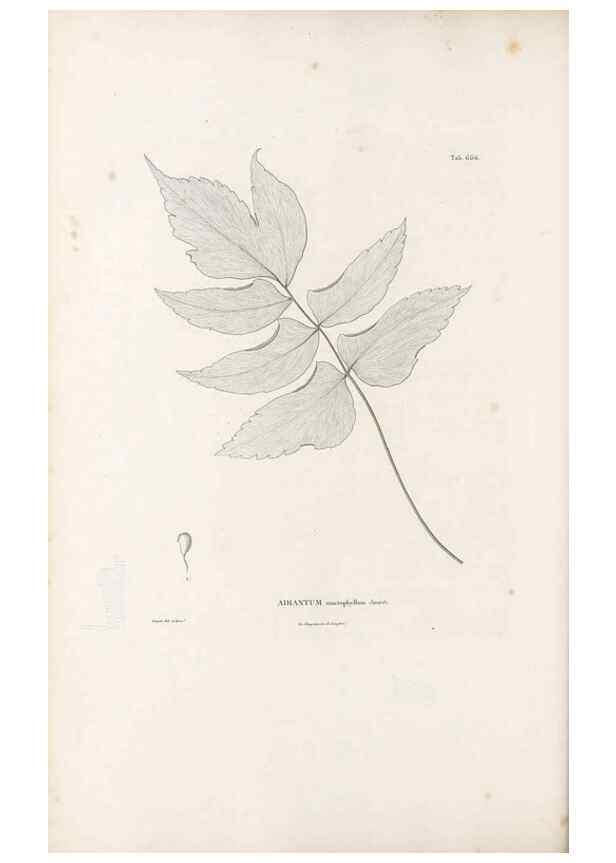 Reproducción/Reproduction 49521556257: Nova genera et species plantarum :. Antverpiae :Ex officina Christophori Plantini ...,1576.. 