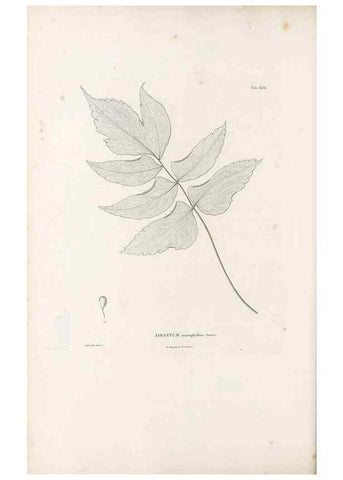 Reproducción/Reproduction 49521556257: Nova genera et species plantarum :. Antverpiae :Ex officina Christophori Plantini ...,1576.. 