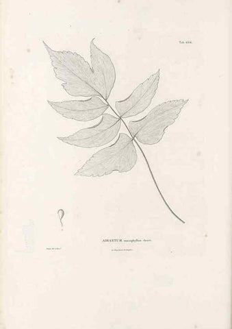 Reproducción/Reproduction 49521556257: Nova genera et species plantarum :. Antverpiae :Ex officina Christophori Plantini ...,1576.. 