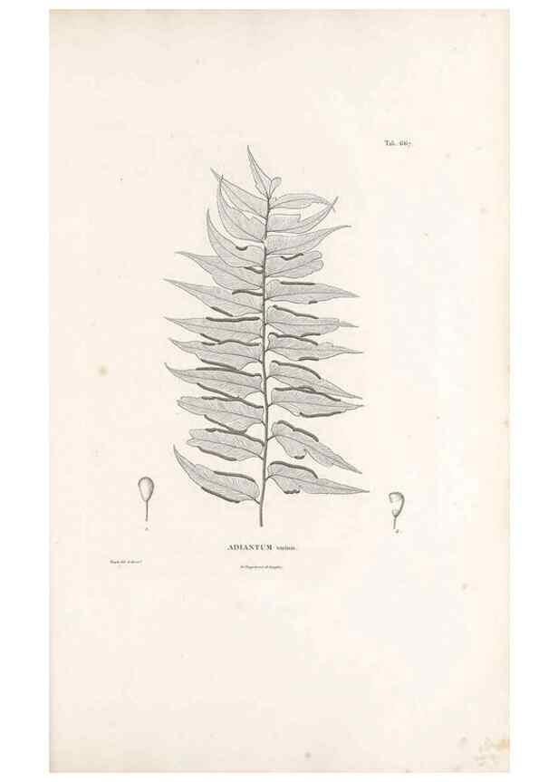 Reproducción/Reproduction 49521344916: Nova genera et species plantarum :. Antverpiae :Ex officina Christophori Plantini ...,1576.. 