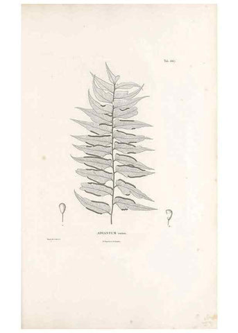 Reproducción/Reproduction 49521344916: Nova genera et species plantarum :. Antverpiae :Ex officina Christophori Plantini ...,1576.. 
