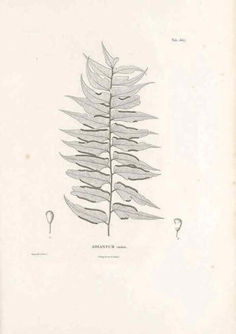 Reproducción/Reproduction 49521344916: Nova genera et species plantarum :. Antverpiae :Ex officina Christophori Plantini ...,1576.. 