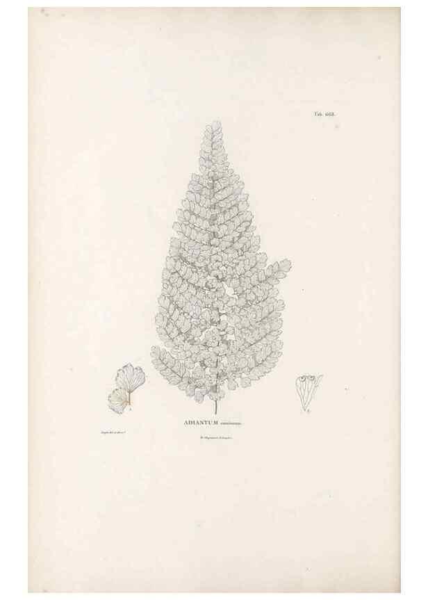 Reproducción/Reproduction 49521556992: Nova genera et species plantarum :. Antverpiae :Ex officina Christophori Plantini ...,1576.. 