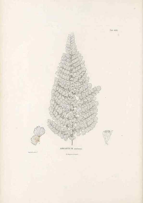 Reproducción/Reproduction 49521556992: Nova genera et species plantarum :. Antverpiae :Ex officina Christophori Plantini ...,1576.. 