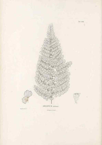 Reproducción/Reproduction 49521556992: Nova genera et species plantarum :. Antverpiae :Ex officina Christophori Plantini ...,1576.. 