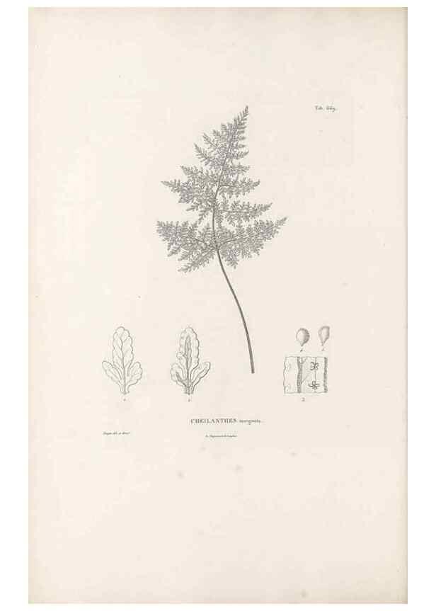 Reproducción/Reproduction 49521345731: Nova genera et species plantarum :. Antverpiae :Ex officina Christophori Plantini ...,1576.. 