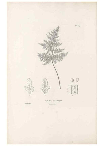Reproducción/Reproduction 49521345731: Nova genera et species plantarum :. Antverpiae :Ex officina Christophori Plantini ...,1576.. 