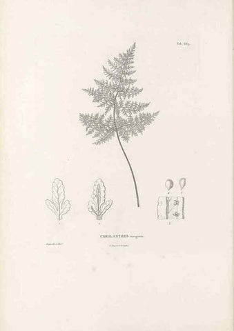 Reproducción/Reproduction 49521345731: Nova genera et species plantarum :. Antverpiae :Ex officina Christophori Plantini ...,1576.. 