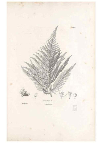 Reproducción/Reproduction 49521557842: Nova genera et species plantarum :. Antverpiae :Ex officina Christophori Plantini ...,1576.. 