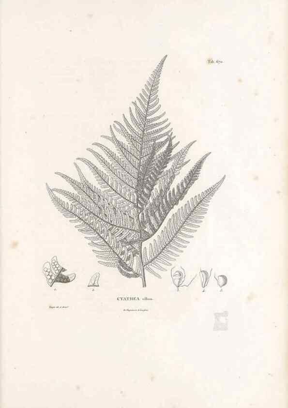 Reproducción/Reproduction 49521557842: Nova genera et species plantarum :. Antverpiae :Ex officina Christophori Plantini ...,1576.. 