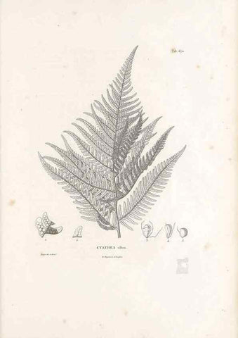 Reproducción/Reproduction 49521557842: Nova genera et species plantarum :. Antverpiae :Ex officina Christophori Plantini ...,1576.. 