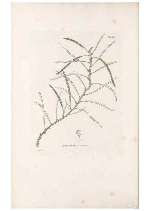 Reproducción/Reproduction 49521555077: Nova genera et species plantarum :. Antverpiae :Ex officina Christophori Plantini ...,1576.. 