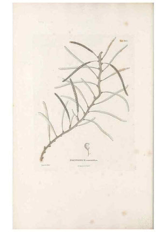 Reproducción/Reproduction 49521555077: Nova genera et species plantarum :. Antverpiae :Ex officina Christophori Plantini ...,1576.. 