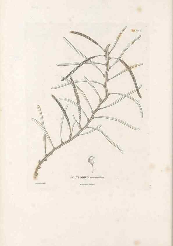 Reproducción/Reproduction 49521555077: Nova genera et species plantarum :. Antverpiae :Ex officina Christophori Plantini ...,1576.. 