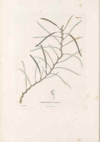 Reproducción/Reproduction 49521555077: Nova genera et species plantarum :. Antverpiae :Ex officina Christophori Plantini ...,1576.. 