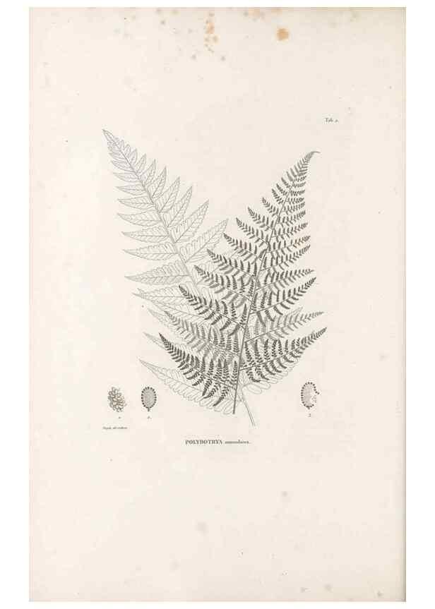 Reproducción/Reproduction 49521558132: Nova genera et species plantarum :. Antverpiae :Ex officina Christophori Plantini ...,1576.. 