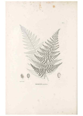 Reproducción/Reproduction 49521558132: Nova genera et species plantarum :. Antverpiae :Ex officina Christophori Plantini ...,1576.. 