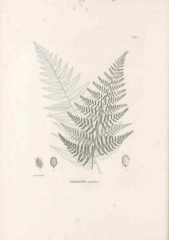Reproducción/Reproduction 49521558132: Nova genera et species plantarum :. Antverpiae :Ex officina Christophori Plantini ...,1576.. 